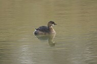 Norfolk Botanical Garden Wildlife