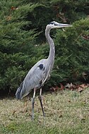 Norfolk Botanical Garden Wildlife