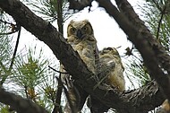 Norfolk Botanical Garden Wildlife