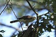 Norfolk Botanical Garden Wildlife