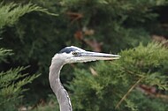 Norfolk Botanical Garden Wildlife