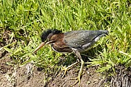 Norfolk Botanical Garden Wildlife