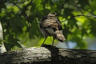 Norfolk Botanical Garden Wildlife