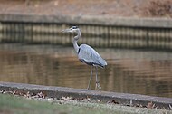 Norfolk Botanical Garden Wildlife
