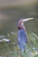 Norfolk Botanical Garden Wildlife